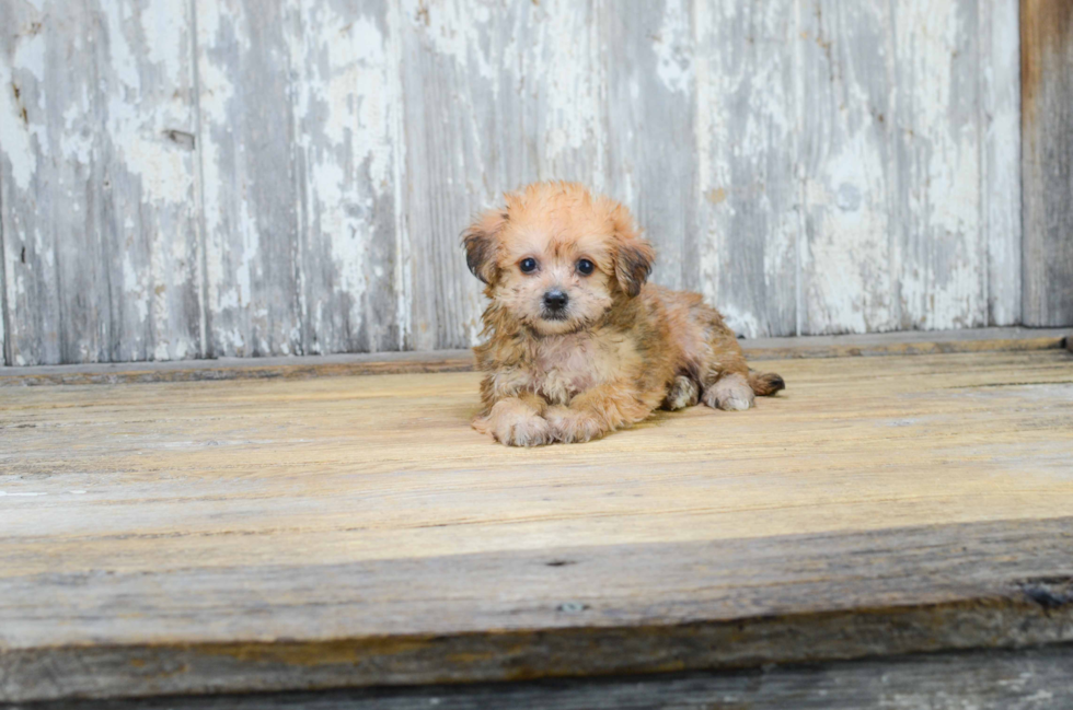 Best Morkie Baby