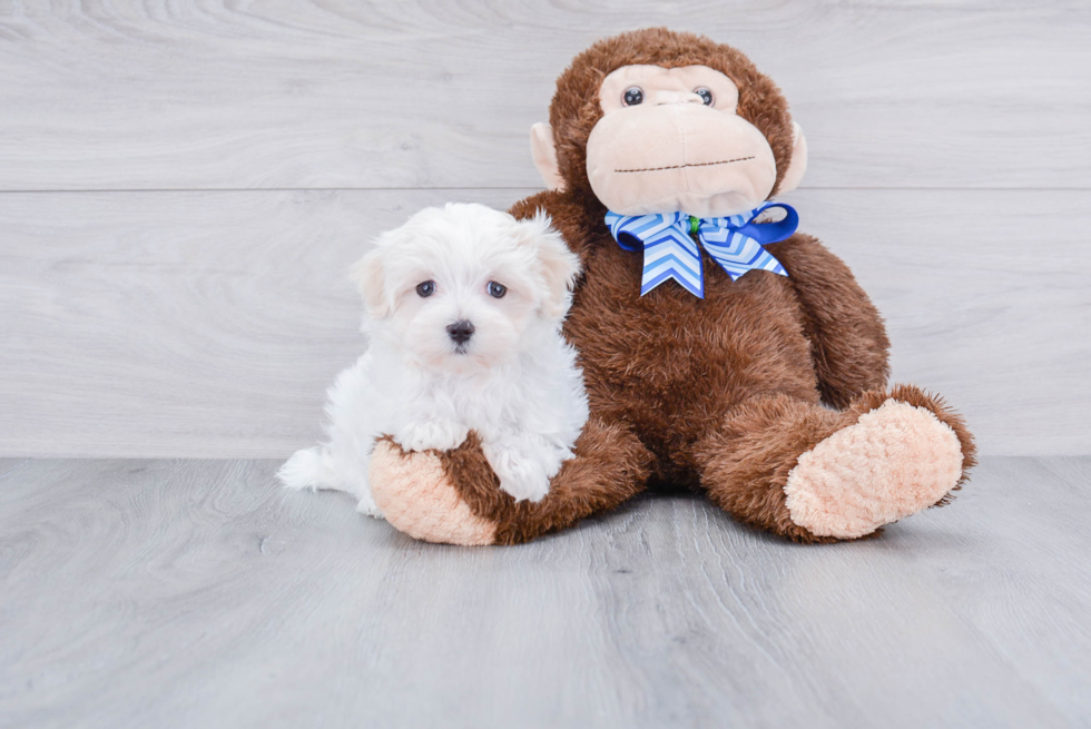 Playful Maltese Purebred Pup