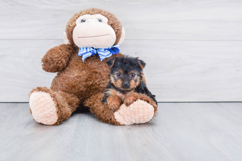 Meet Izzie - our Yorkshire Terrier Puppy Photo 