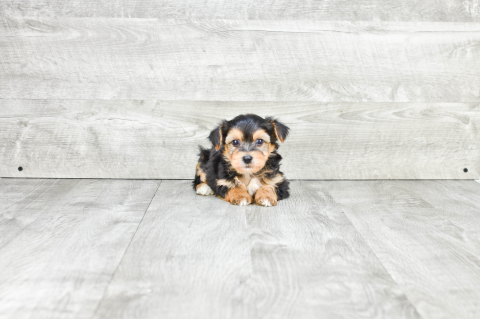 Morkie Puppy for Adoption