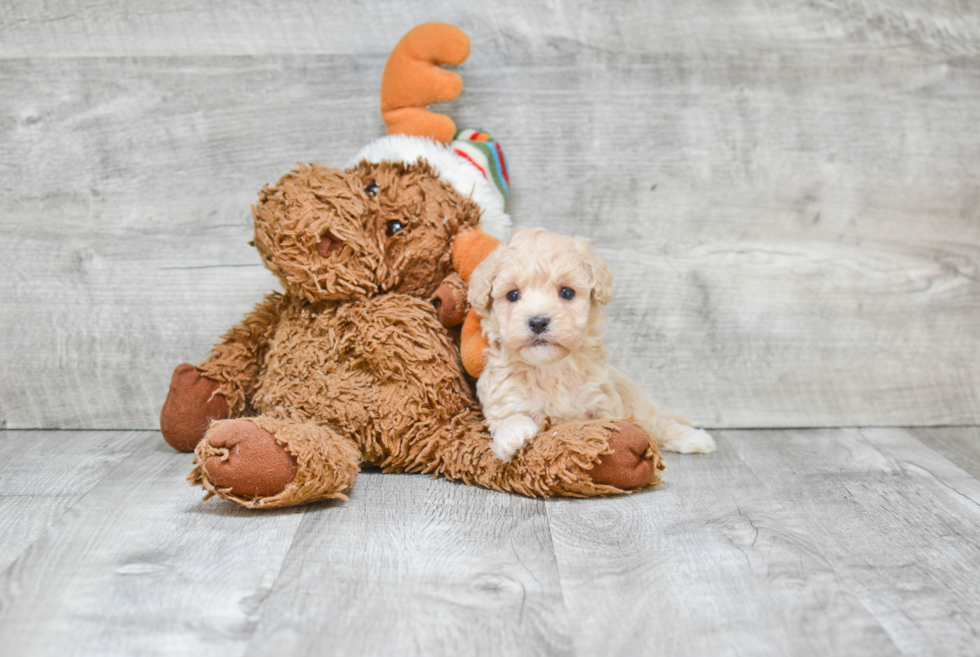 Best Maltipoo Baby