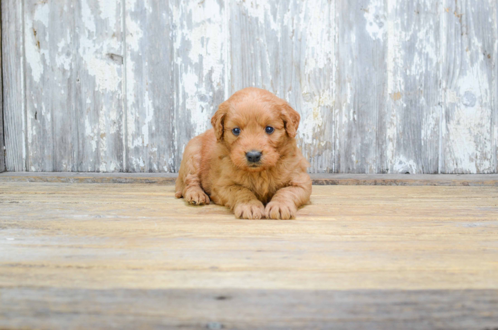 Best Mini Goldendoodle Baby