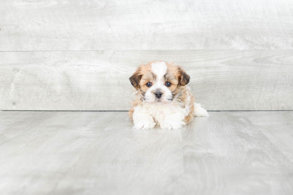 Havanese Pup Being Cute