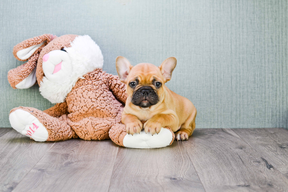 French Bulldog Pup Being Cute