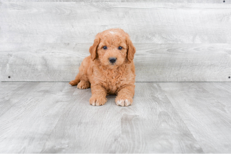 Mini Goldendoodle Pup Being Cute