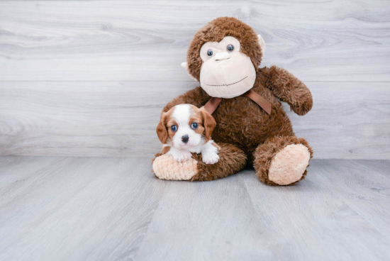 Cavalier King Charles Spaniel Puppy for Adoption