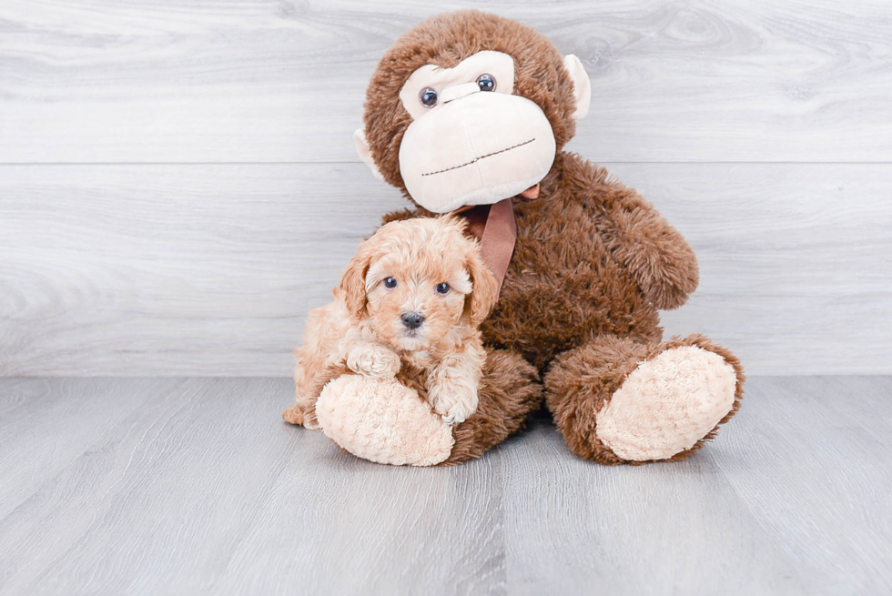 Cavapoo Pup Being Cute