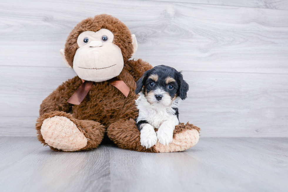 Friendly Cavapoo Baby