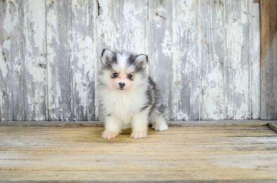 Sweet Pomsky Baby