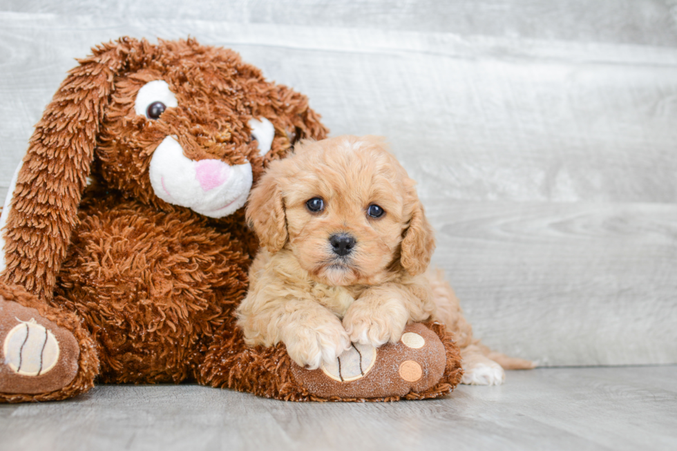 Cavapoo Puppy for Adoption