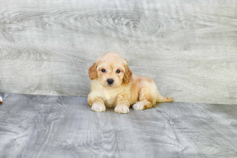 Hypoallergenic Golden Retriever Poodle Mix Puppy