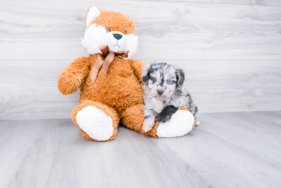 Smart Mini Aussiedoodle Poodle Mix Pup