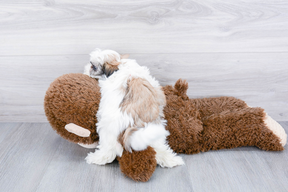 Hypoallergenic Shi Chon Designer Puppy