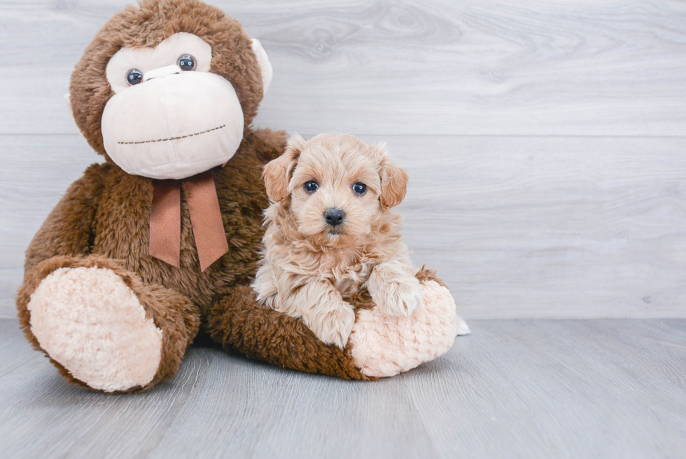 Maltipoo Puppy for Adoption