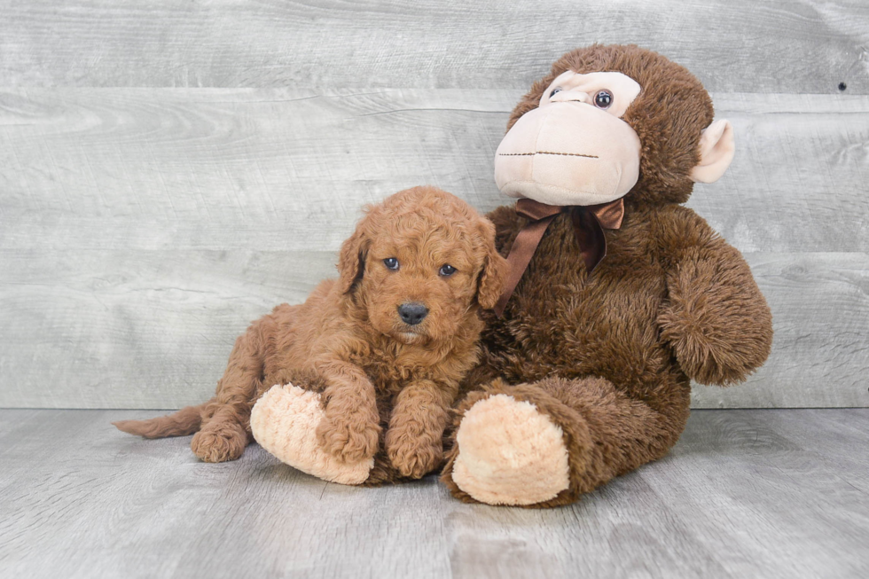 Mini Goldendoodle Puppy for Adoption