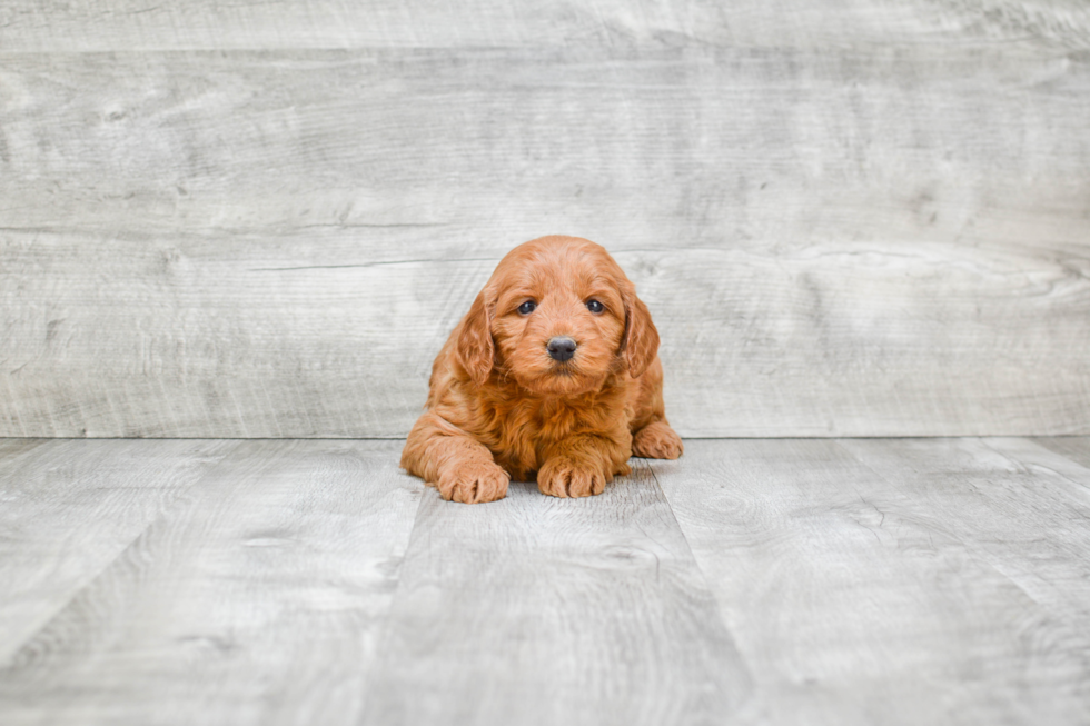 Best Mini Goldendoodle Baby