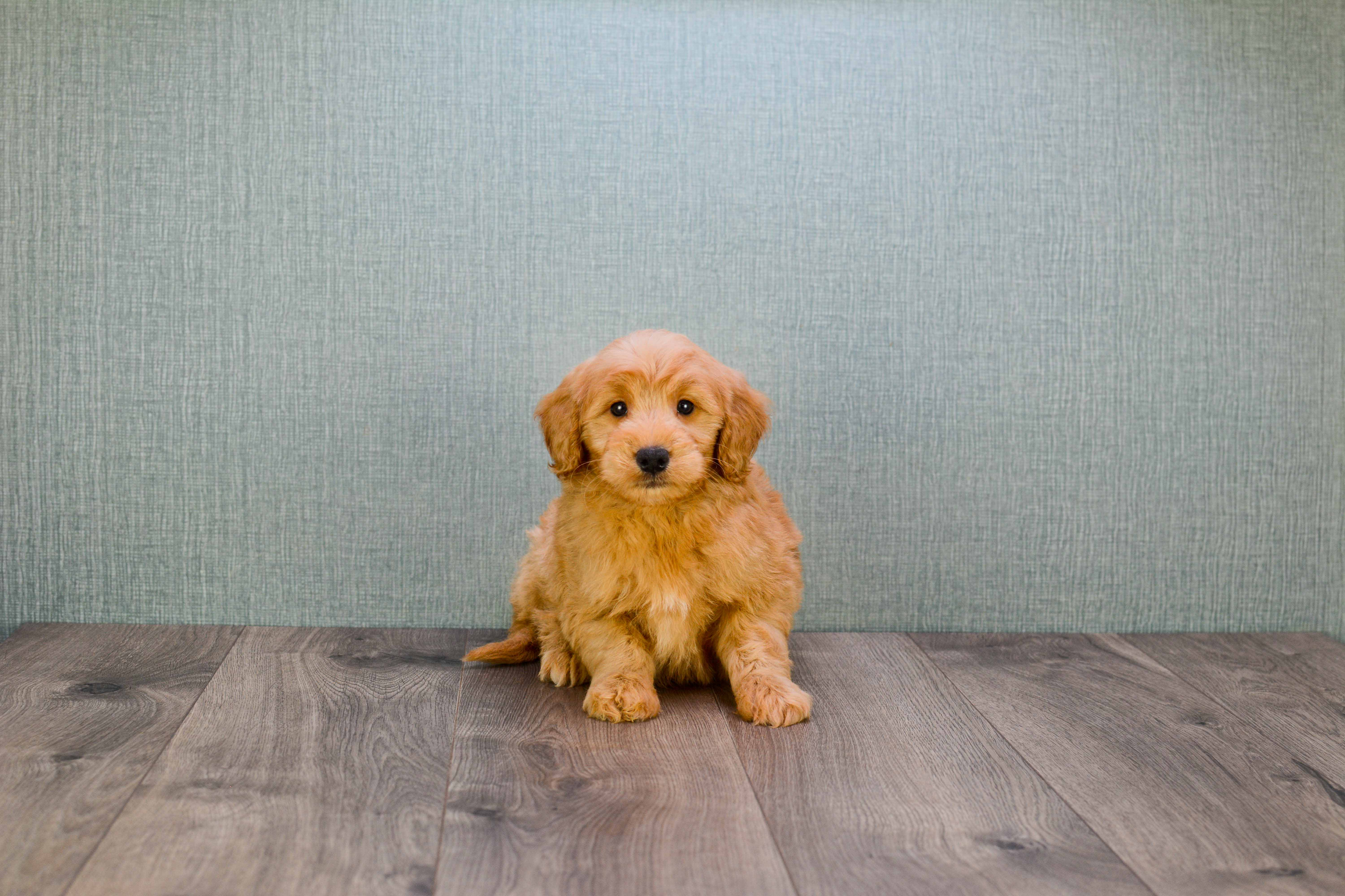Mini Goldendoodle Pup Being Cute