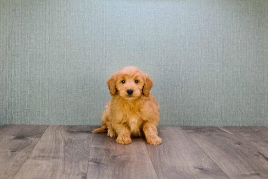 Mini Goldendoodle Pup Being Cute