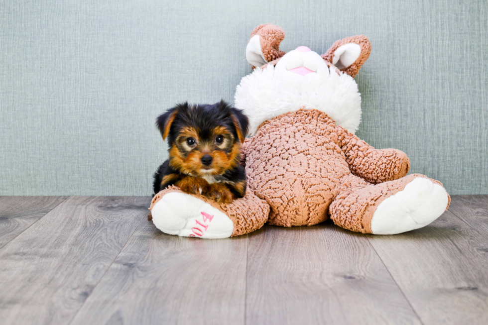 Meet Goldie - our Yorkshire Terrier Puppy Photo 