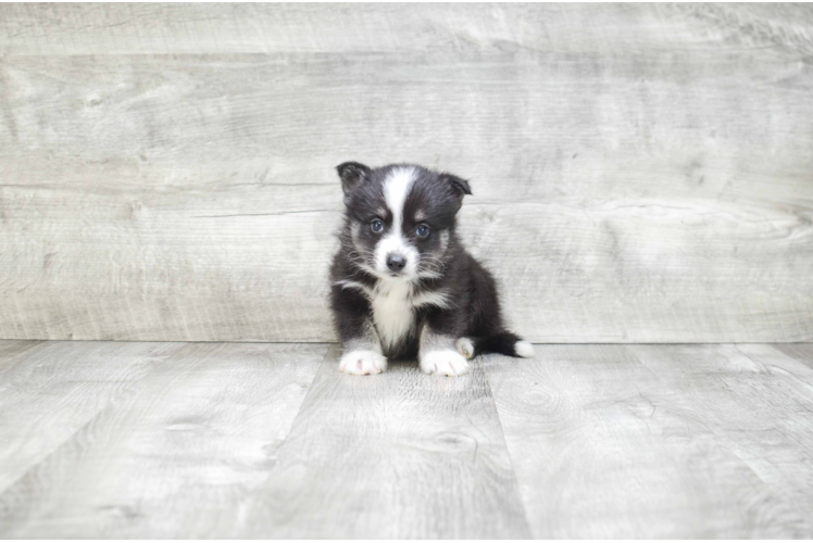 Happy Pomsky Baby