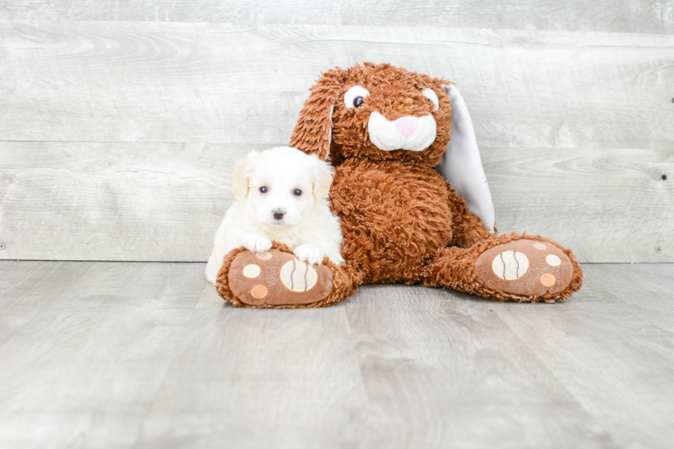 Sweet Maltipoo Baby