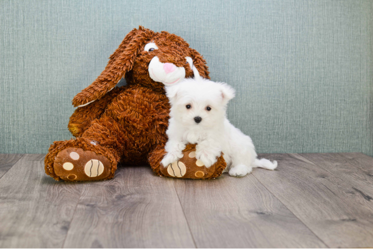 Popular Maltese Purebred Pup