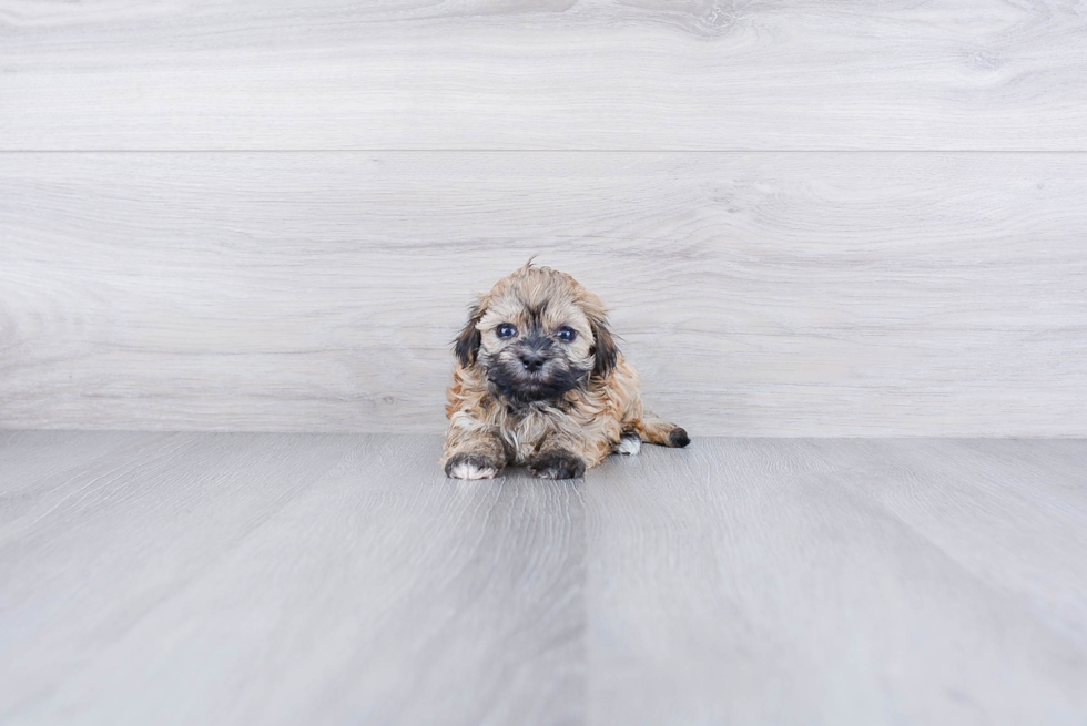 Popular Havanese Purebred Pup