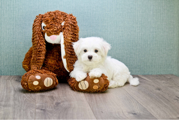 Little Maltese Baby