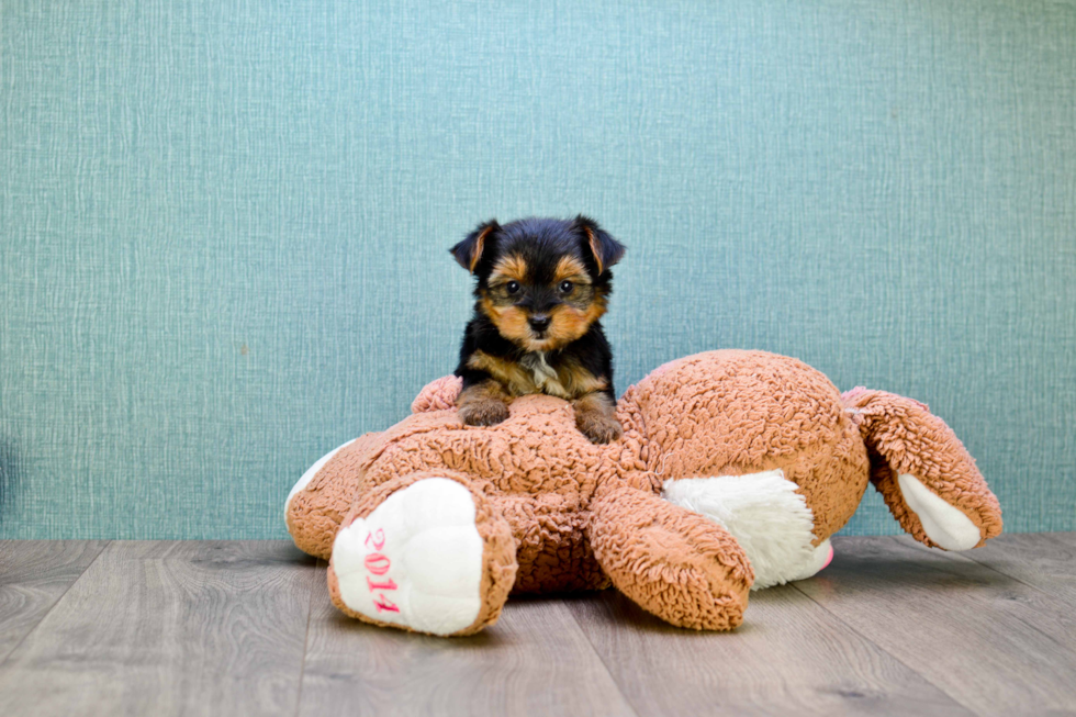 Meet Rascal - our Yorkshire Terrier Puppy Photo 