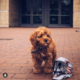 Cute Cavapoo Pup