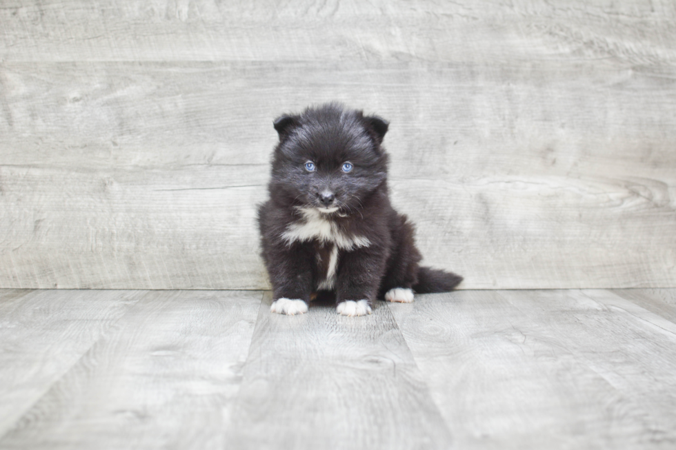 Petite Pomsky Designer Pup