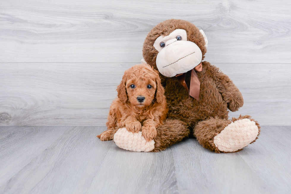 Happy Mini Goldendoodle Baby