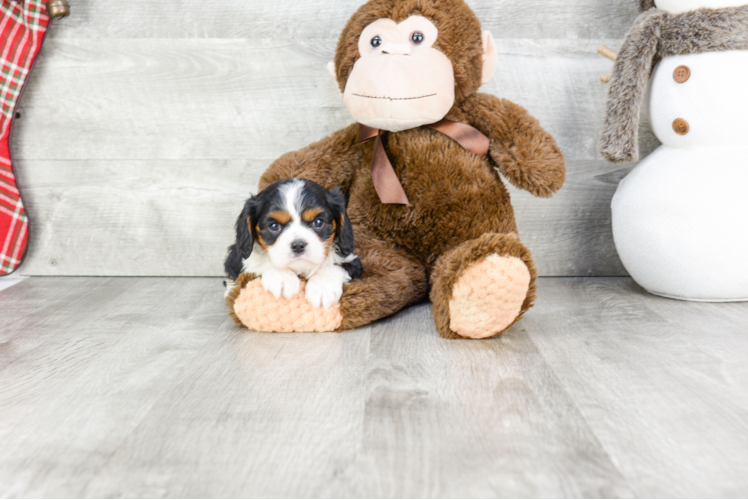 Akc Registered Cavalier King Charles Spaniel Baby