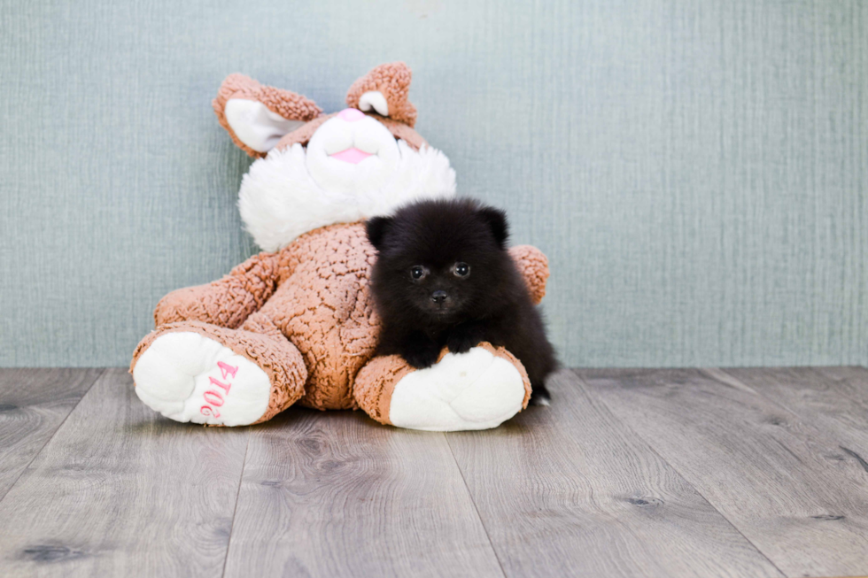 Pomeranian Pup Being Cute