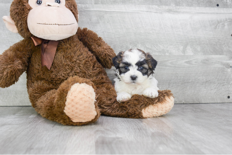 Teddy Bear Pup Being Cute