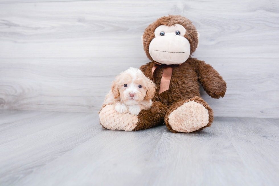 Fluffy Pudle Purebred Puppy