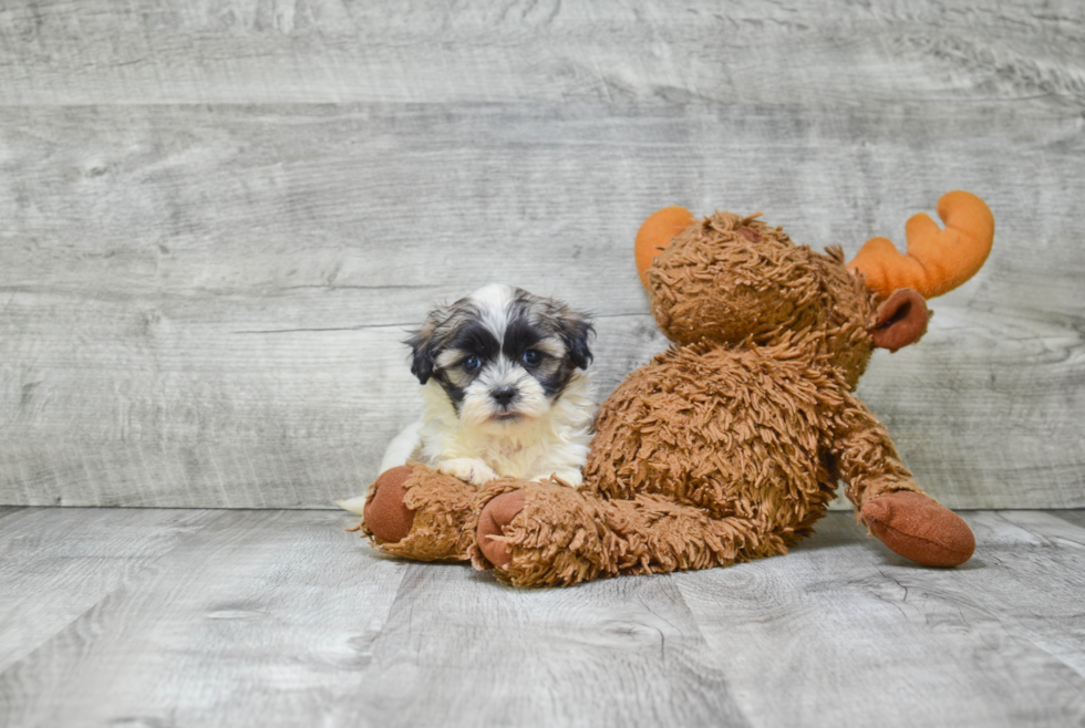 Teddy Bear Pup Being Cute