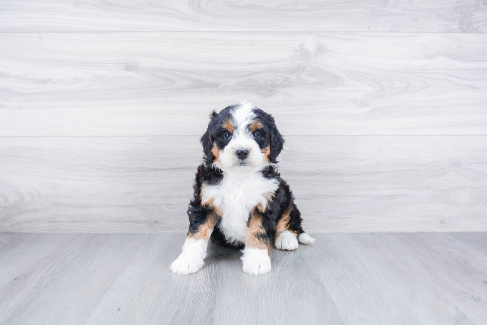 Friendly Mini Bernedoodle Baby