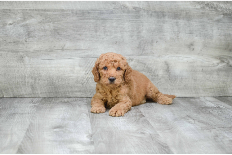 Smart Mini Goldendoodle Poodle Mix Pup