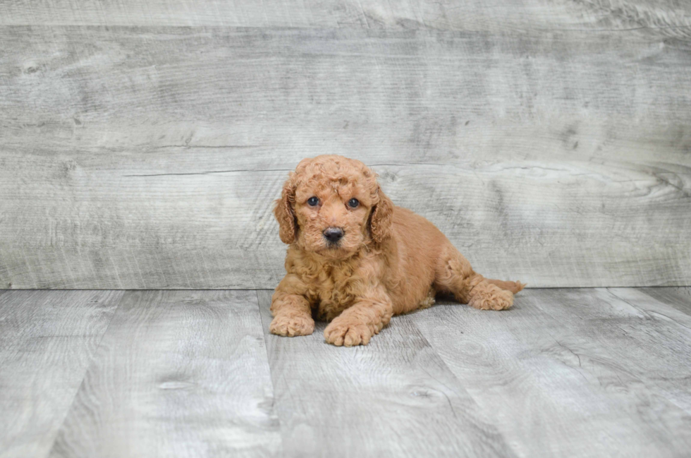 Smart Mini Goldendoodle Poodle Mix Pup