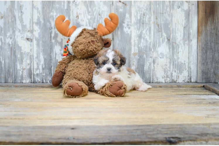 Friendly Teddy Bear Baby