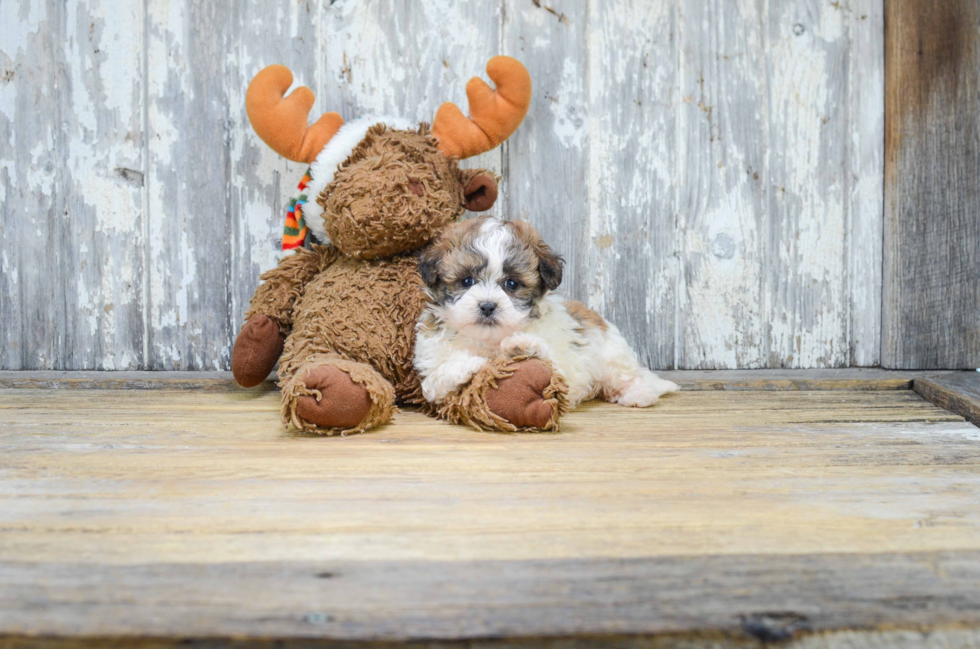 Friendly Teddy Bear Baby