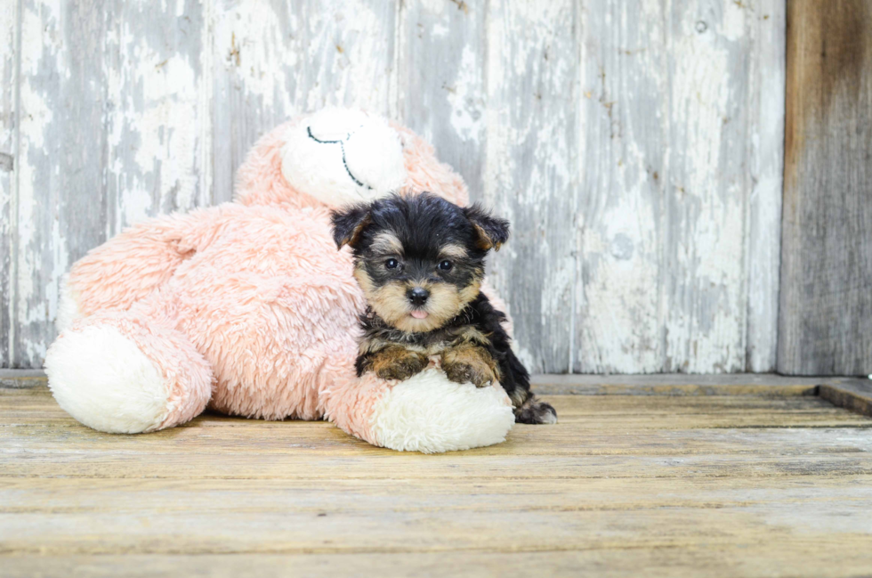 Playful Yorkie Designer Puppy