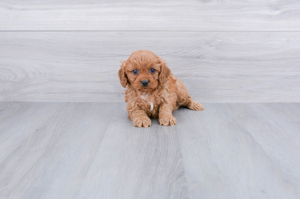 Cavapoo Pup Being Cute