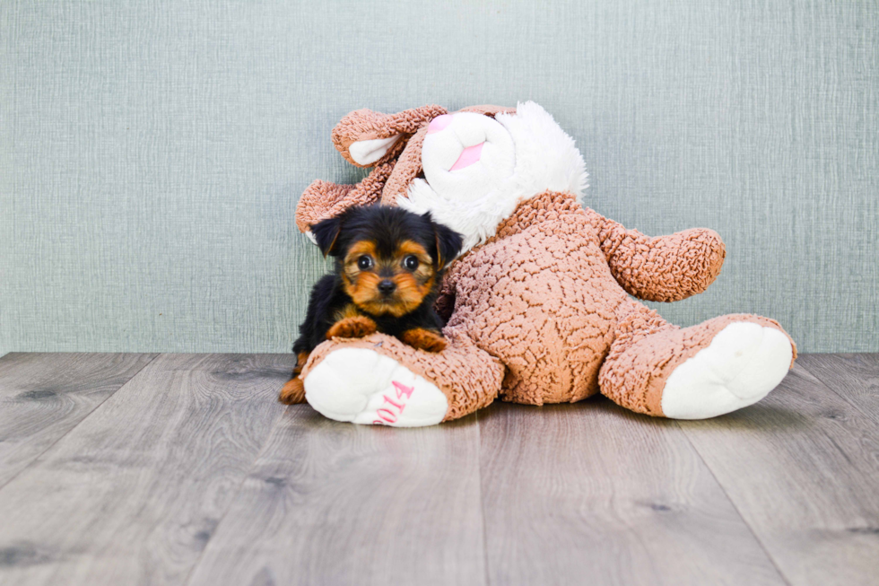 Meet Twinkle - our Yorkshire Terrier Puppy Photo 