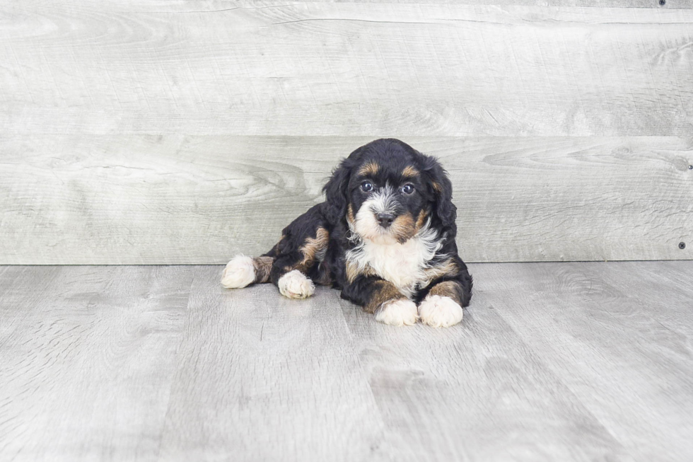 Mini Bernedoodle Puppy for Adoption