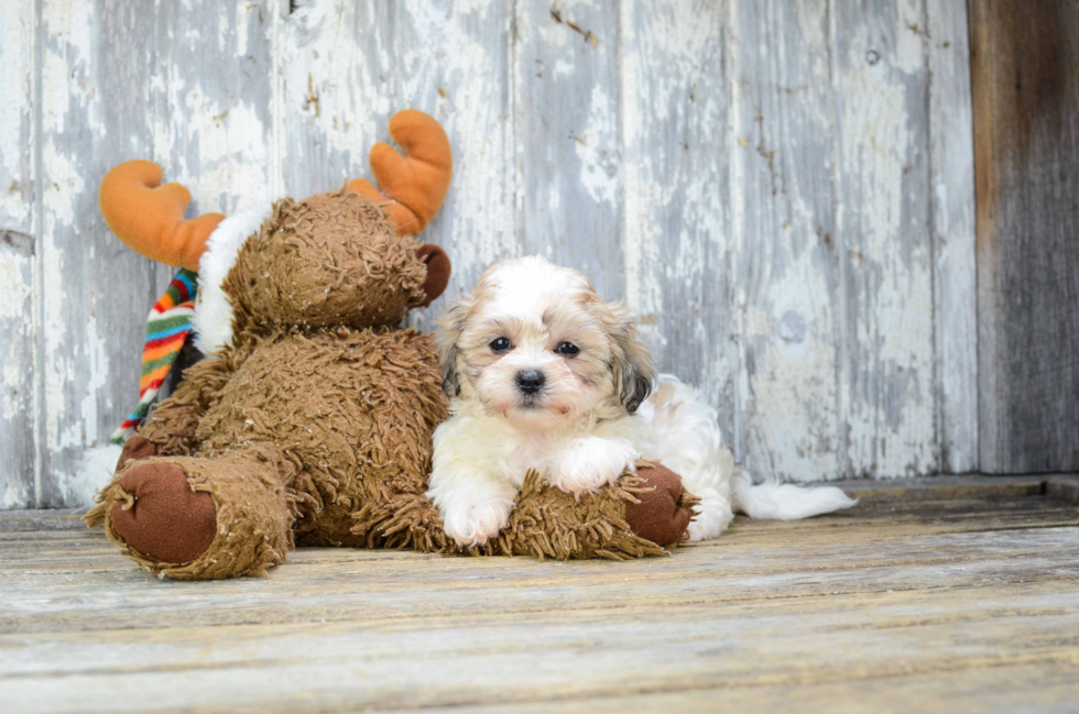 Teddy Bear Puppy for Adoption