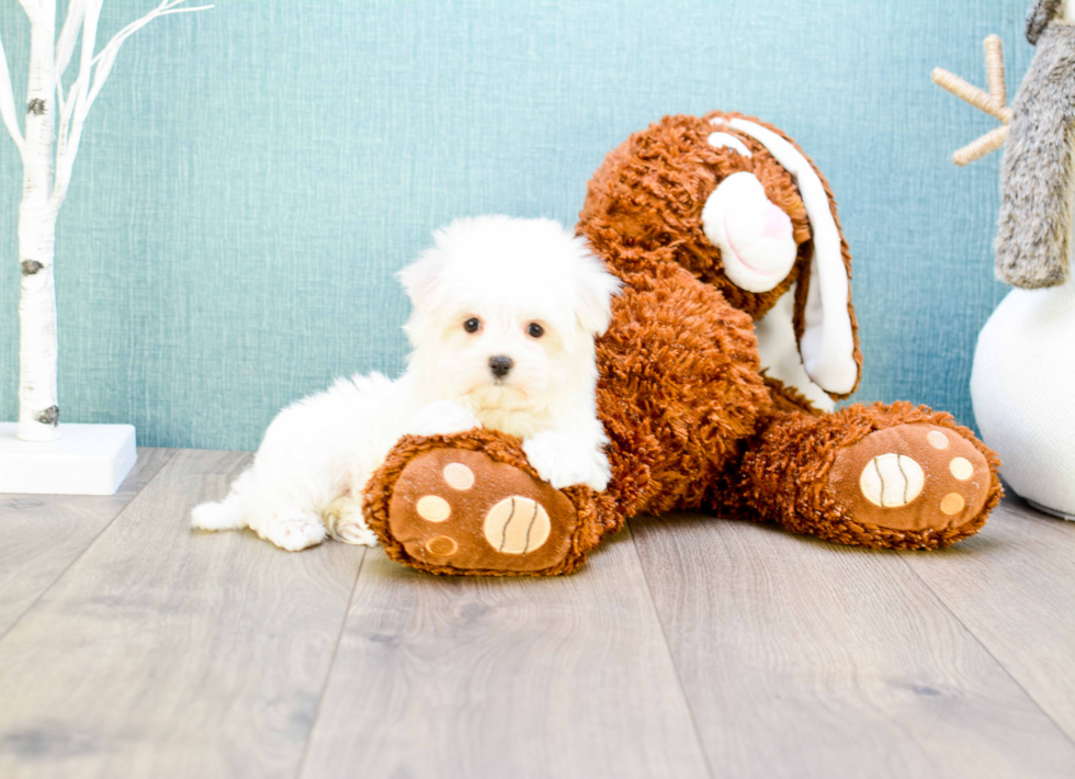 Meet Teacup-Madison - our Maltese Puppy Photo 