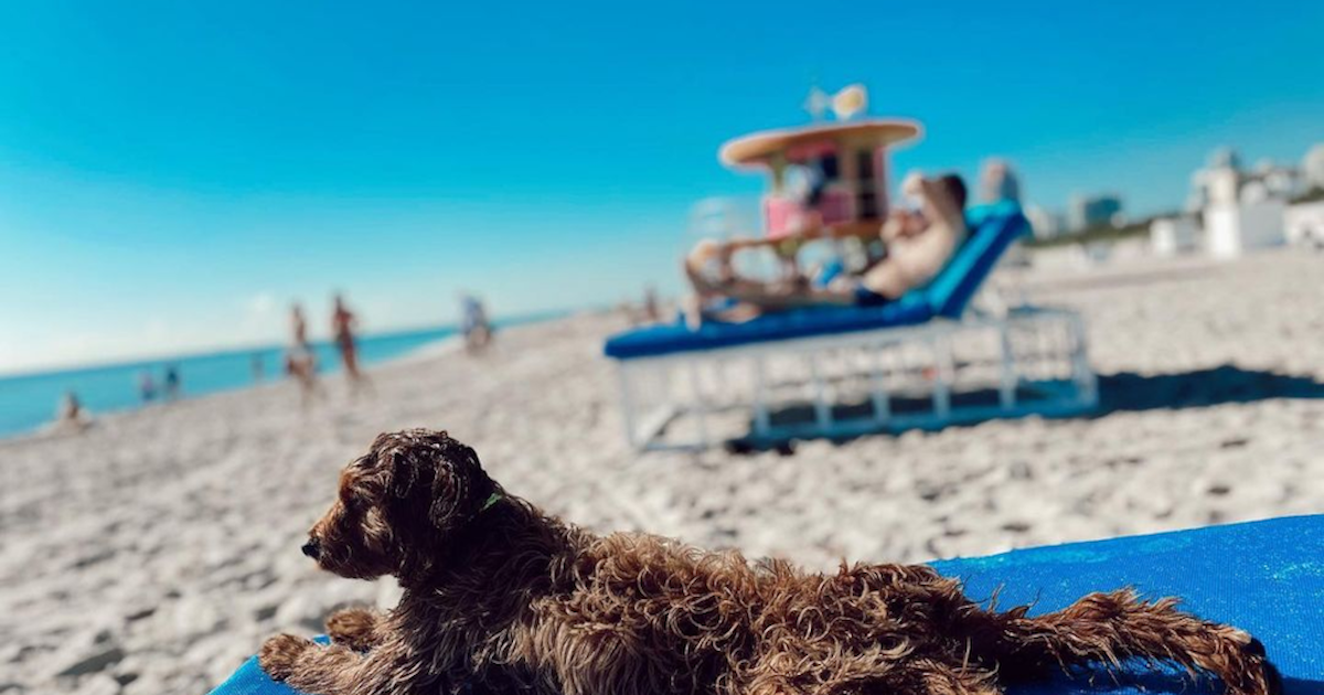 Do Cavapoos Love Water? Swimming Abilities & Safety Tips