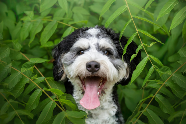 Do Mini Bernedoodles Bark a Lot? What’s Normal and What’s Not 